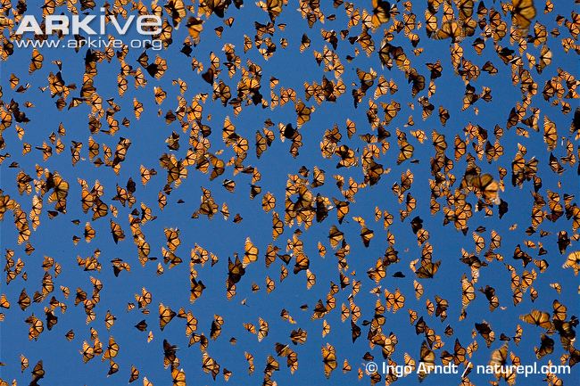 Large-numbers-of-monarch-butterflies-in-flight.jpg